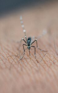 Como se proteger de mosquitos no período quente